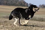 DOGUE DU TIBET 212